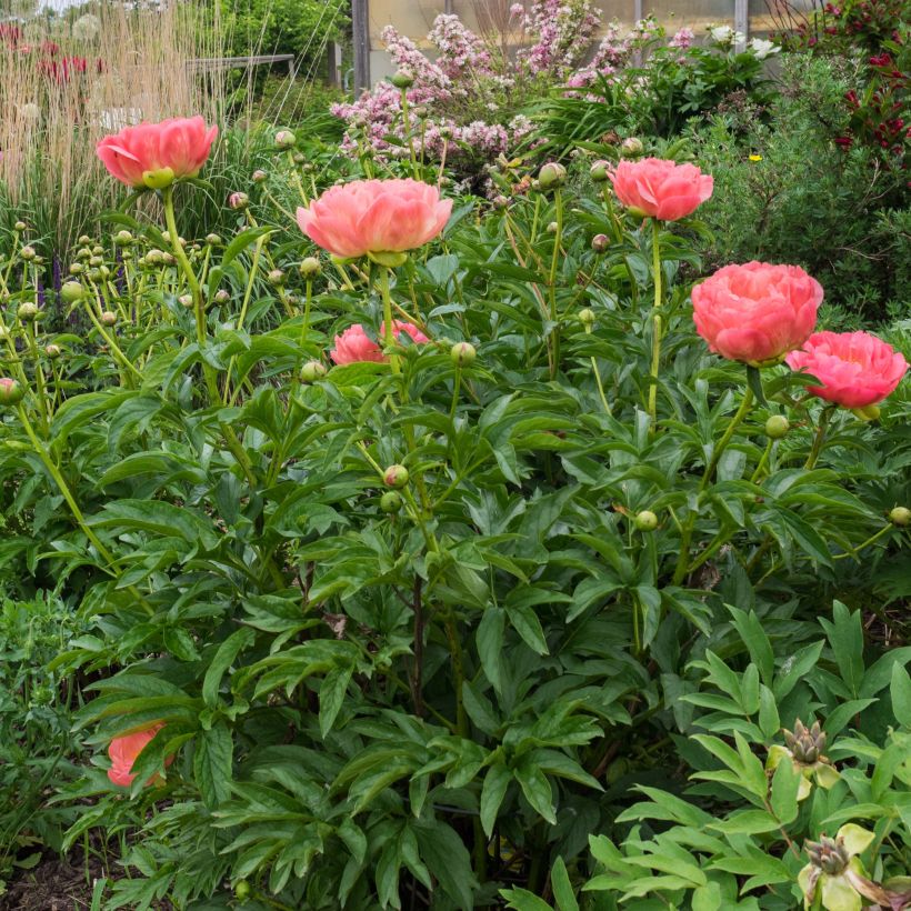 Paeonia lactiflora Pink Hawaiian Coral - Edel-Pfingstrosen (Wuchs)