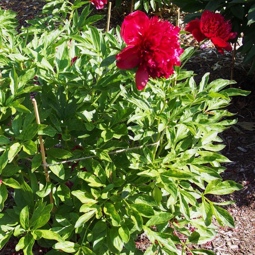 Paeonia lactiflora Red Charm - Edel-Pfingstrosen (Wuchs)