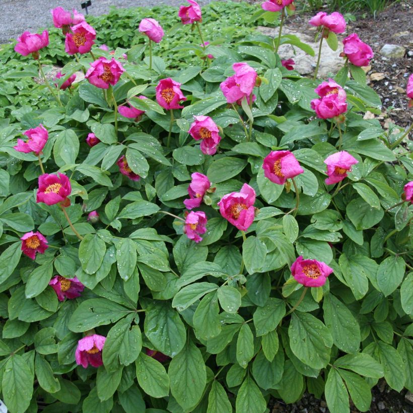 Paeonia mascula - Pfingstrose (Wuchs)