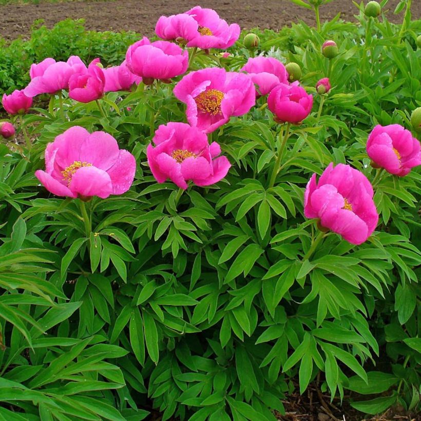 Paeonia officinalis Mollis - Pfingstrose (Wuchs)