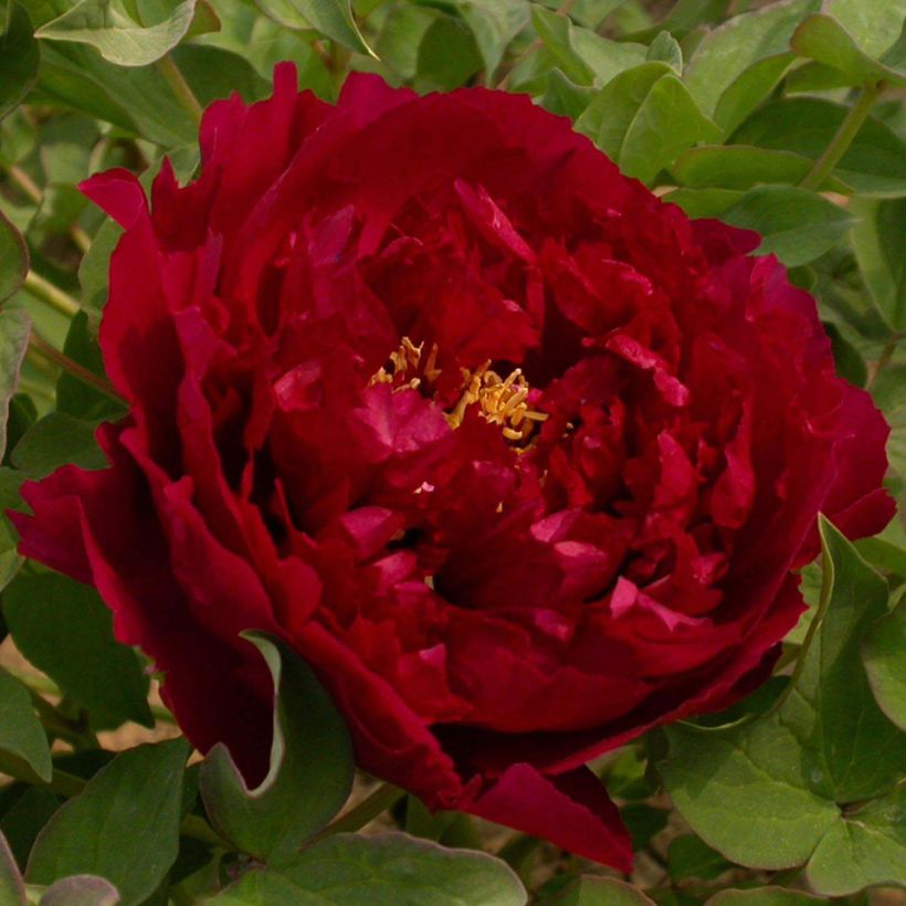 Paeonia suffruticosa Wu Jin Yao Hui - Strauch-Pfingstrose (Blüte)