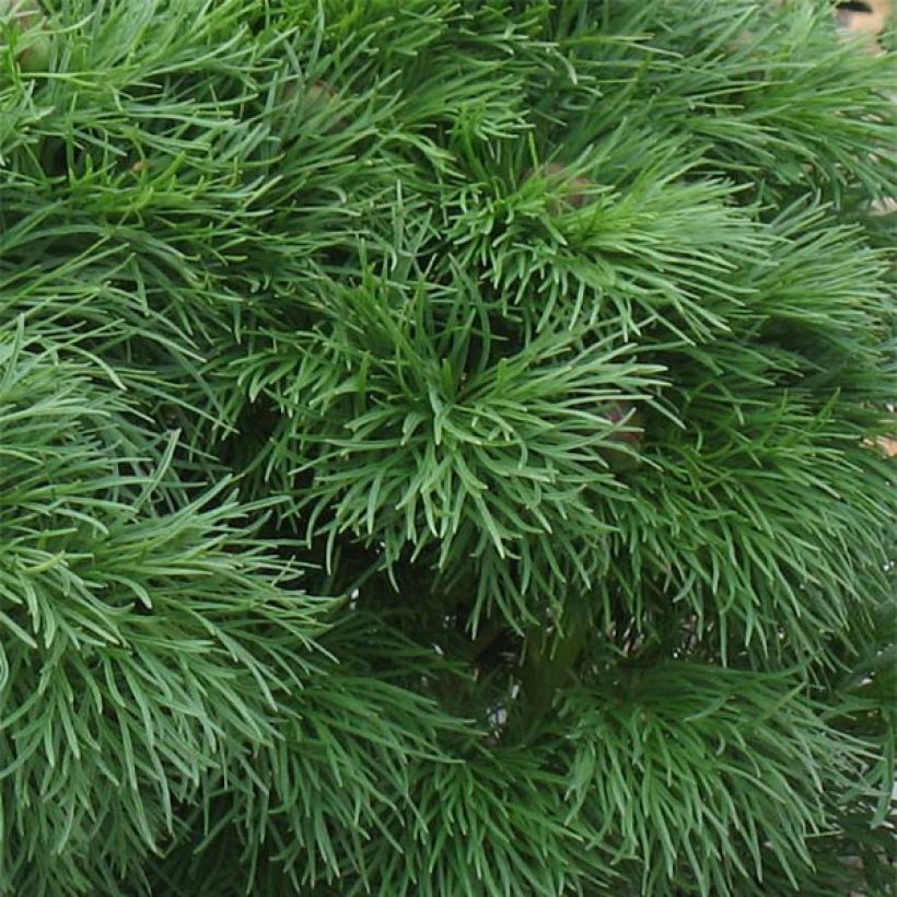 Paeonia tenuifolia Plena - Netzblatt-Pfingstrose (Foliage)