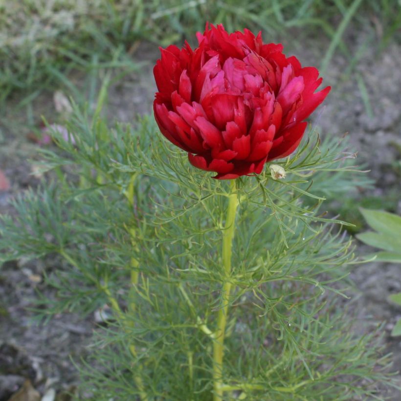 Paeonia tenuifolia Plena - Netzblatt-Pfingstrose (Flowering)