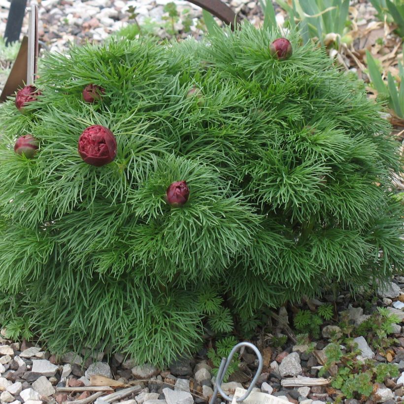 Paeonia tenuifolia Plena - Netzblatt-Pfingstrose (Plant habit)