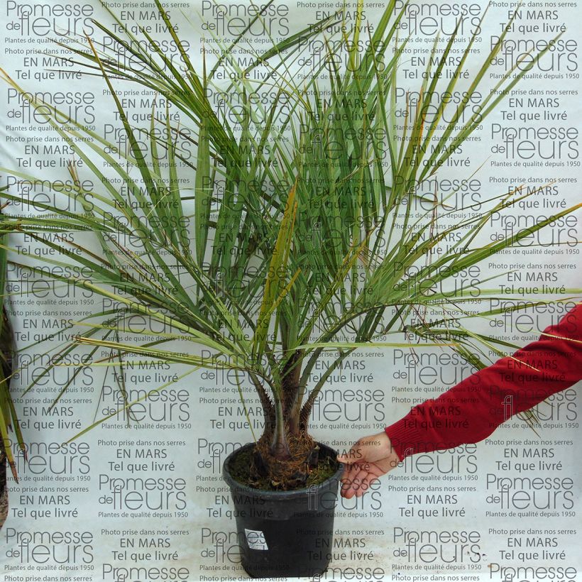 Example of Butia capitata - Butia-Palme Topf mit 7,5L/10L as you get
