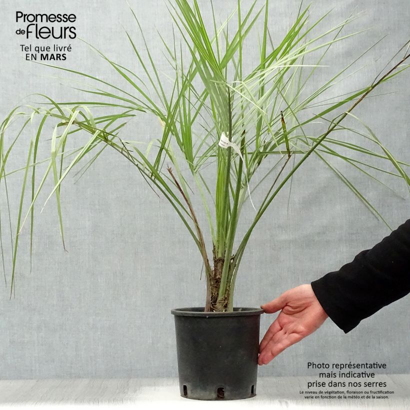 Example of Butia capitata - Butia-Palme Topf mit 2L/3L as you get in printemps