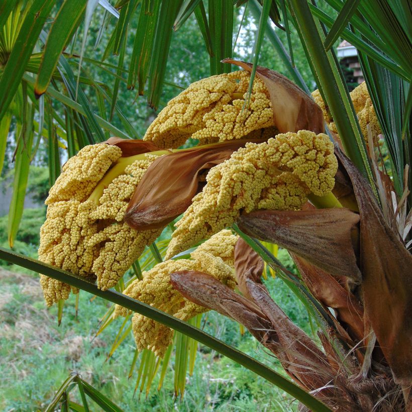 Trachycarpus fortunei - Fächerpalme (Flowering)