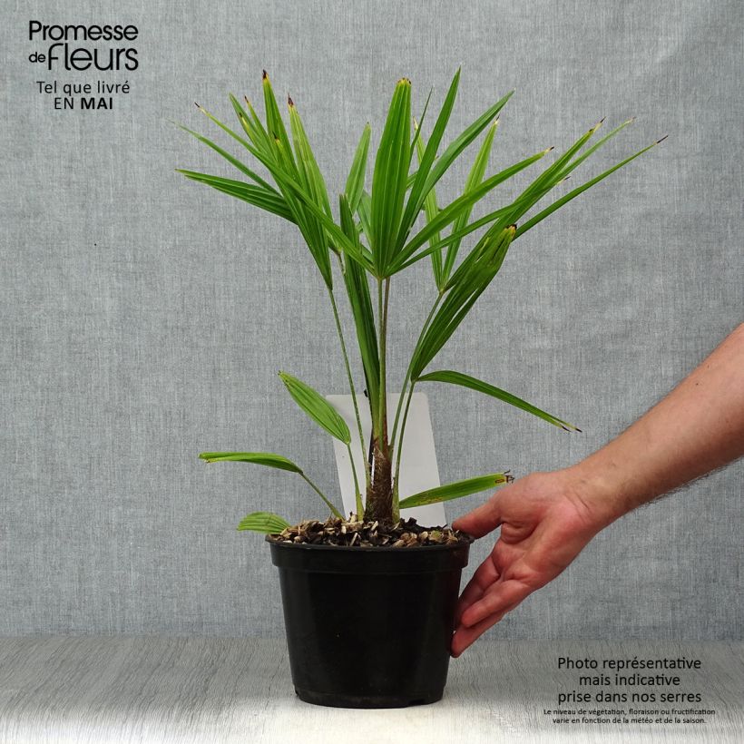 Example of Trachycarpus fortunei - Fächerpalme Topf mit 2L/3L as you get in printemps