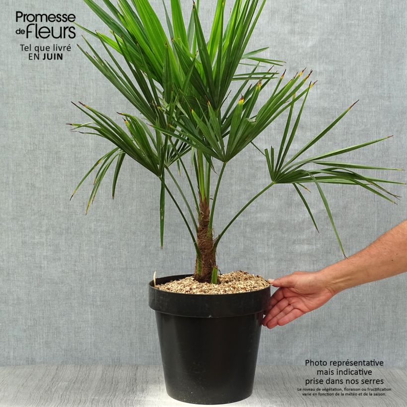 Example of Trachycarpus fortunei - Fächerpalme Topf mit 12L/15L as you get in printemps