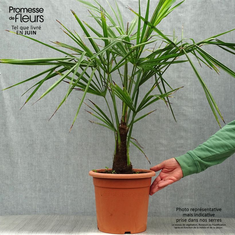 Exemplar von Trachycarpus fortunei - Fächerpalme Topf mit 6L/7L wie im Sommer geliefert