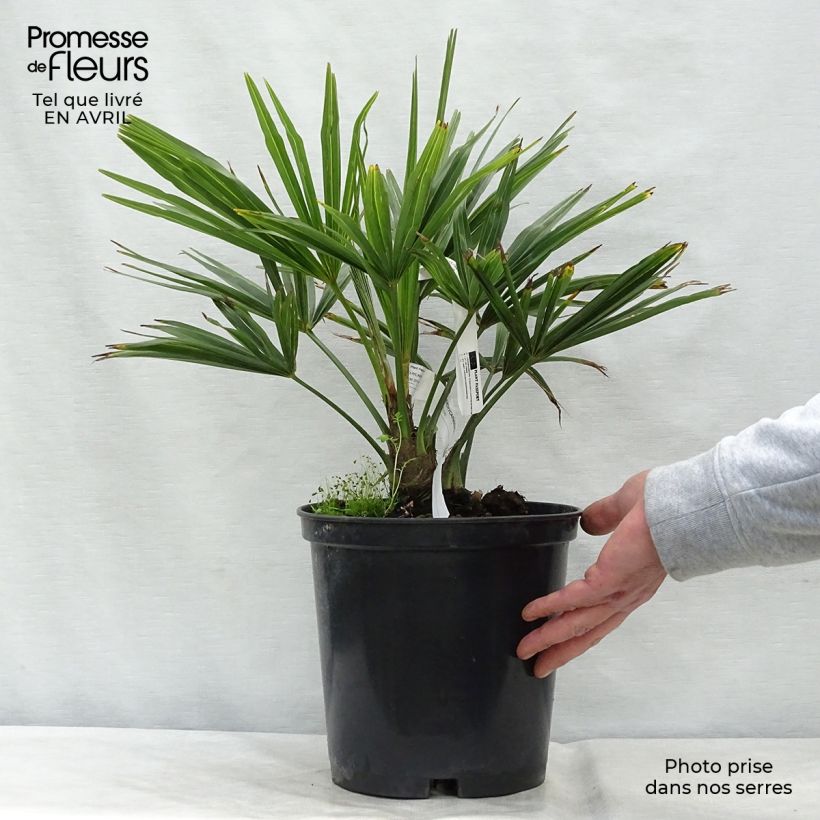 Example of Trachycarpus fortunei - Fächerpalme Topf mit 6L/7L as you get in printemps