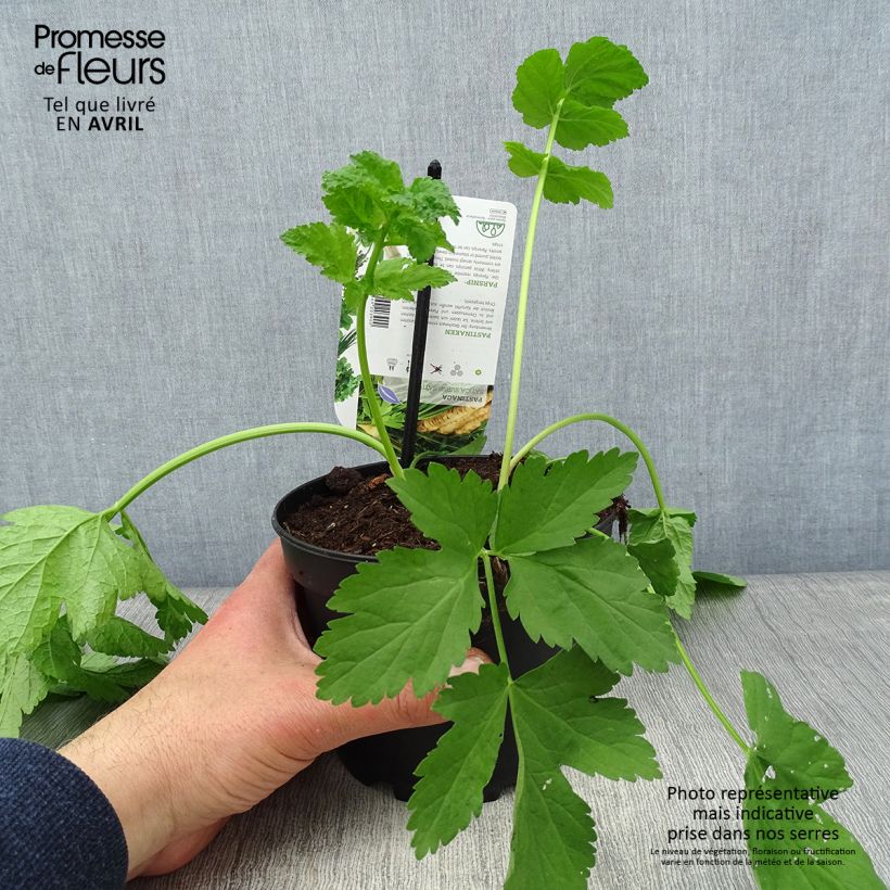 Example of Pastinak - Pastinaca sativa subsp. sativa Topf mit 1,5L/2L as you get in printemps