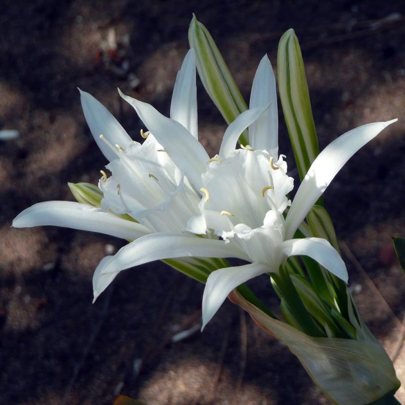 Pancratium maritimum - Dünen-Trichternarzisse (Flowering)