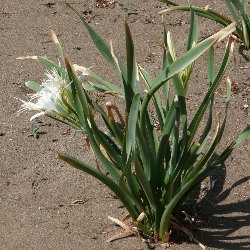 Pancratium maritimum - Dünen-Trichternarzisse (Plant habit)