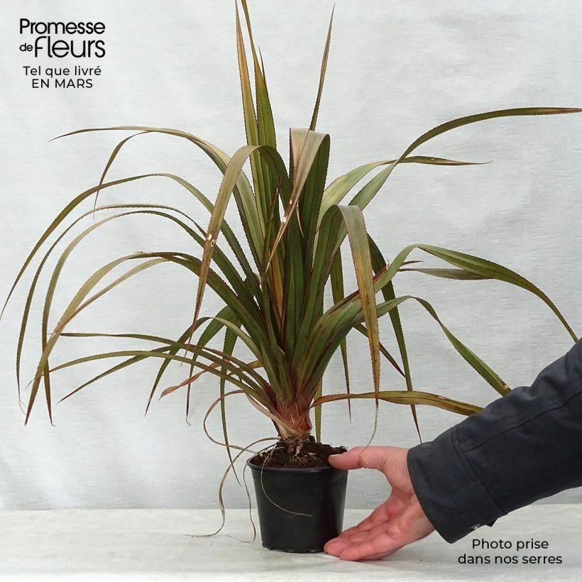 Exemplar von Pandanus utilis - Schraubenbaum Topf 12 cm / 13 cm wie im Frühjahr geliefert