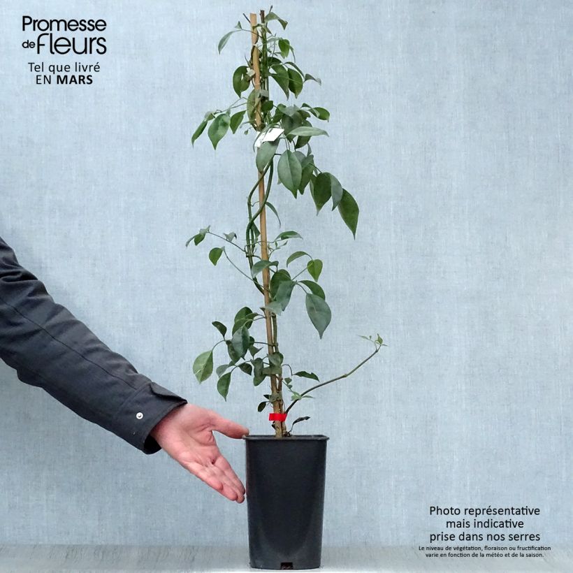 Exemplar von Pandorea jasminoïdes Rosea - Pandoree Topf mit 2L/3L wie im Frühjahr geliefert