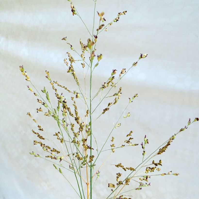 Panicum virgatum Heavy Metal - Ruten-Hirse (Flowering)