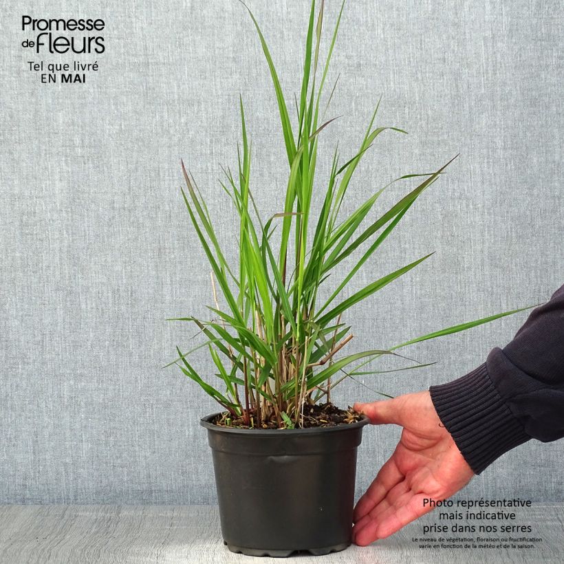 Example of Panicum virgatum Rehbraun - Ruten-Hirse Topf mit 2L/3L as you get in printemps