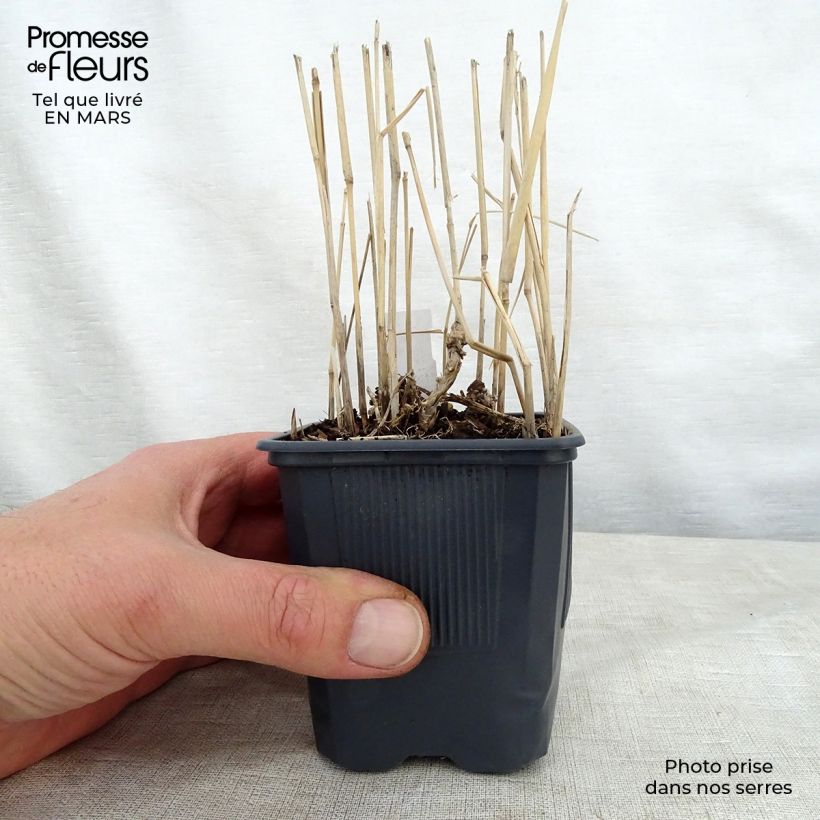 Example of Panicum virgatum Rotstrahlbusch - Ruten-Hirse Kleine Töpfe von 8/9 cm as you get in printemps