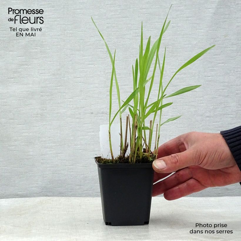 Example of Panicum virgatum Shenandoah - Ruten-Hirse Kleine Töpfe von 8/9 cm as you get in printemps