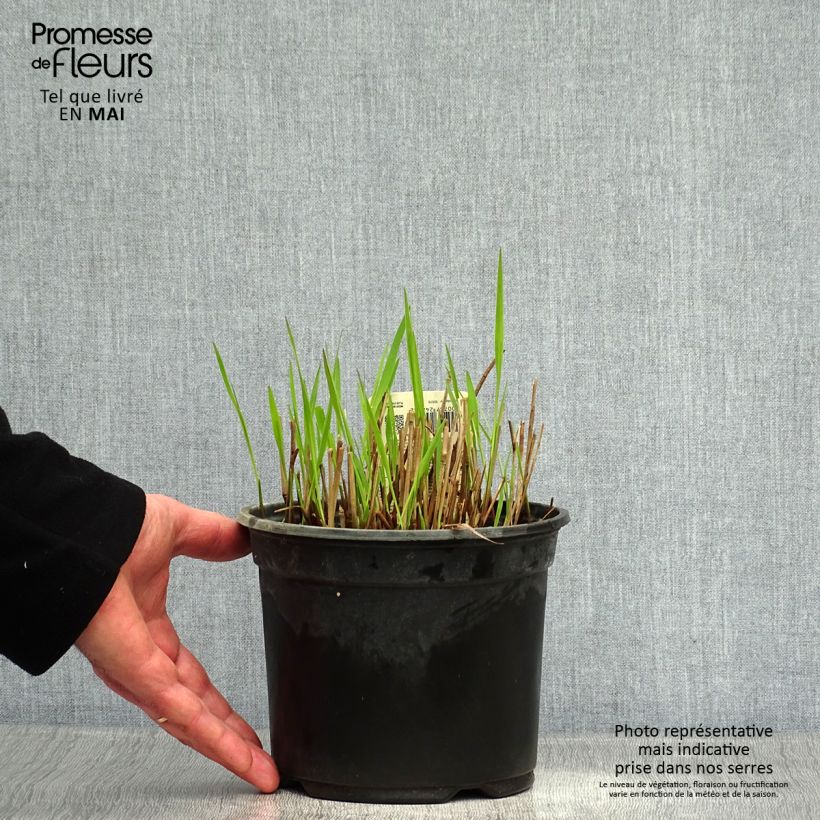 Example of Panicum virgatum Shenandoah - Ruten-Hirse Topf mit 2L/3L as you get in printemps