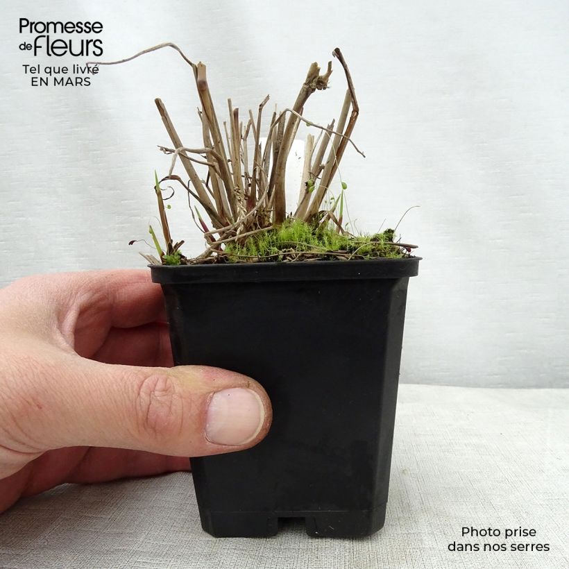 Example of Panicum virgatum Warrior - Ruten-Hirse Kleine Töpfe von 8/9 cm as you get in printemps