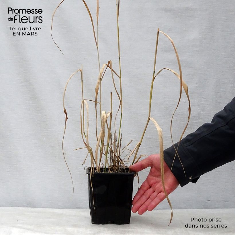 Example of Panicum virgatum Warrior - Ruten-Hirse Topf mit 2L/3L as you get in printemps