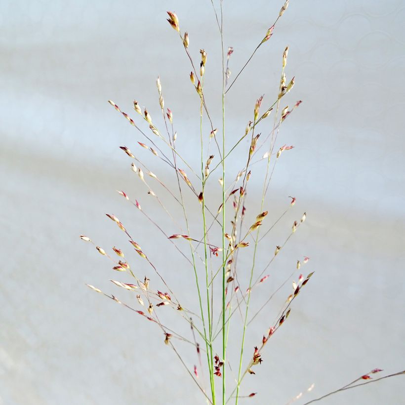 Panicum amarum - Hirse (Flowering)