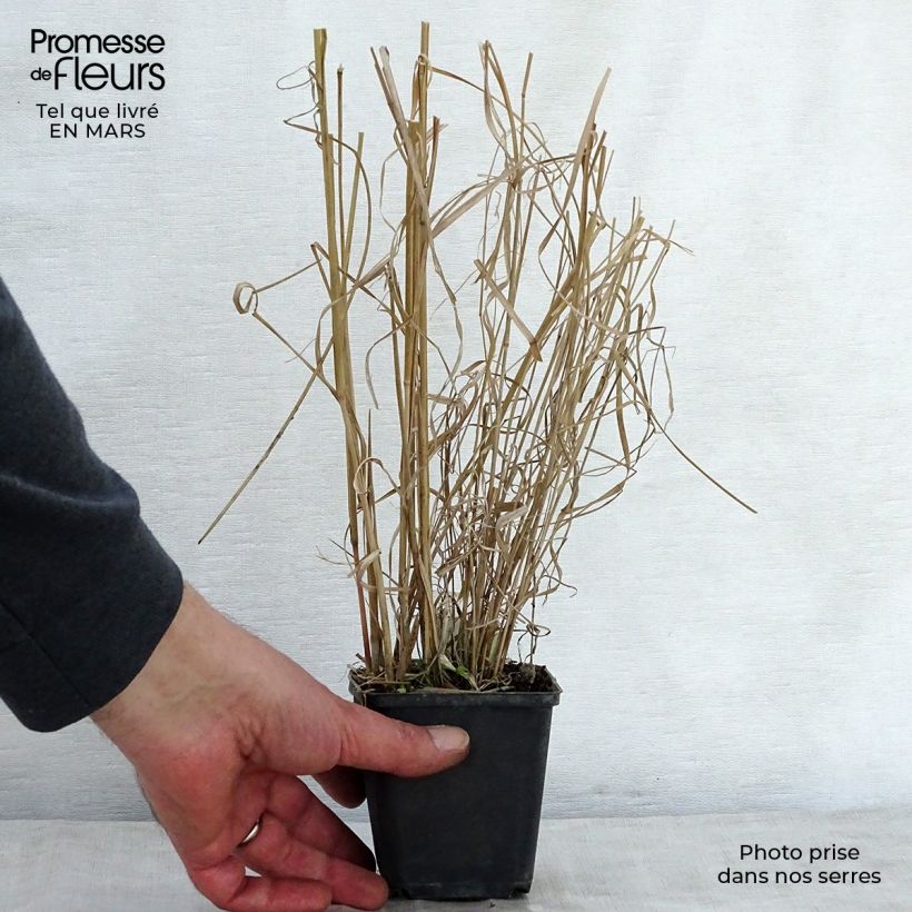 Example of Panicum amarum - Hirse Kleine Töpfe von 8/9 cm as you get in printemps