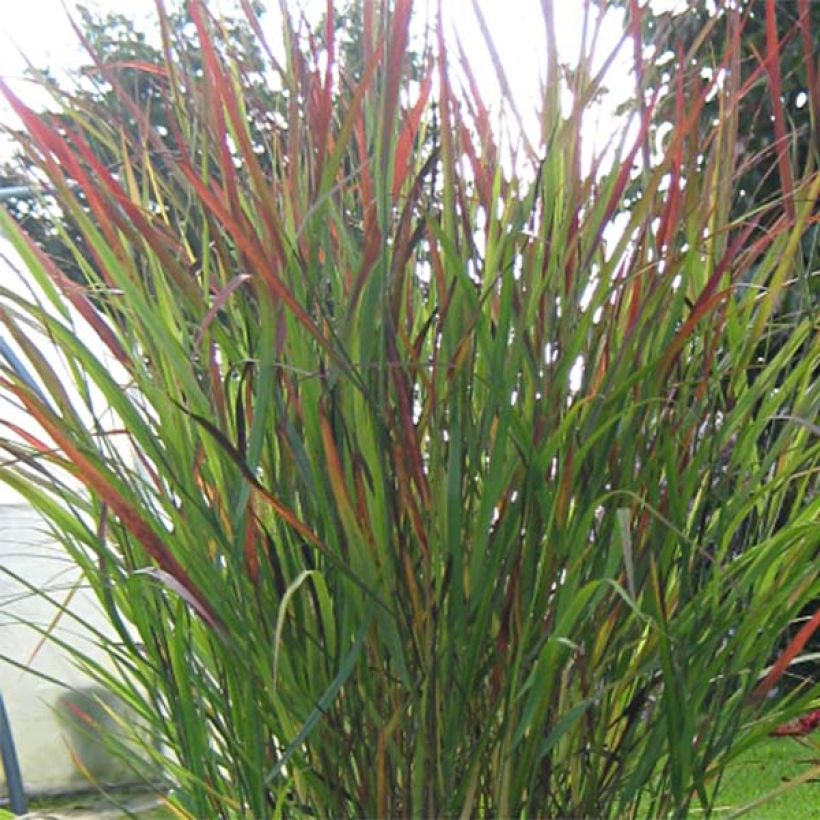 Panicum virgatum Cheyenne Sky - Ruten-Hirse (Foliage)