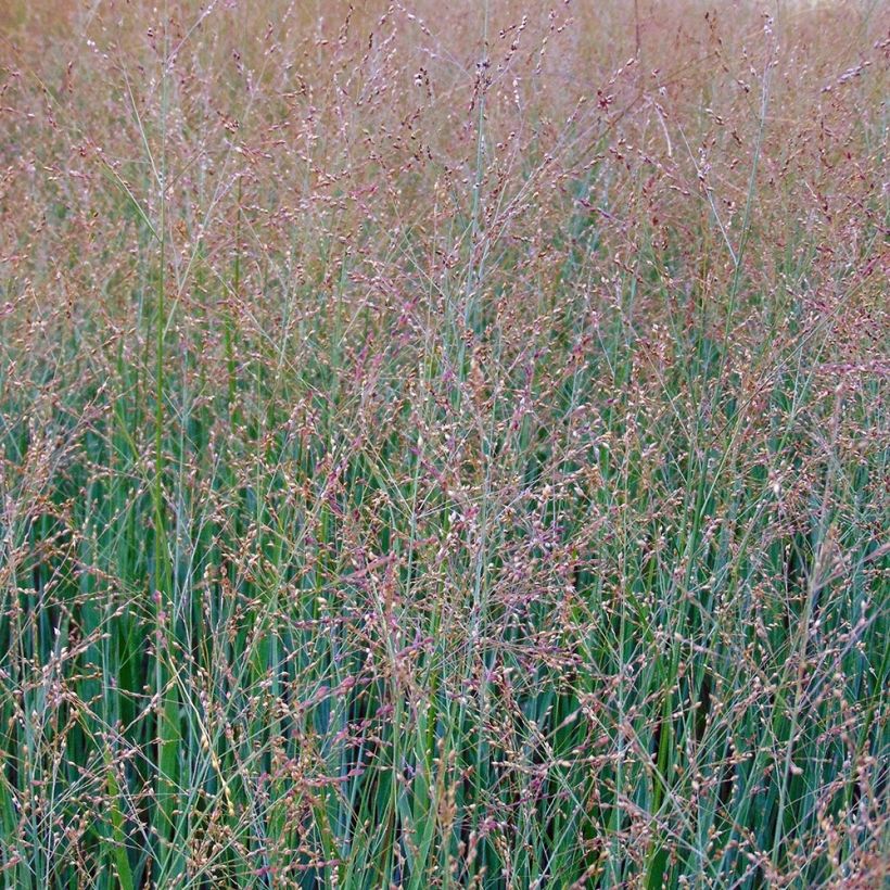 Panicum virgatum Cloud Nine - Ruten-Hirse (Flowering)