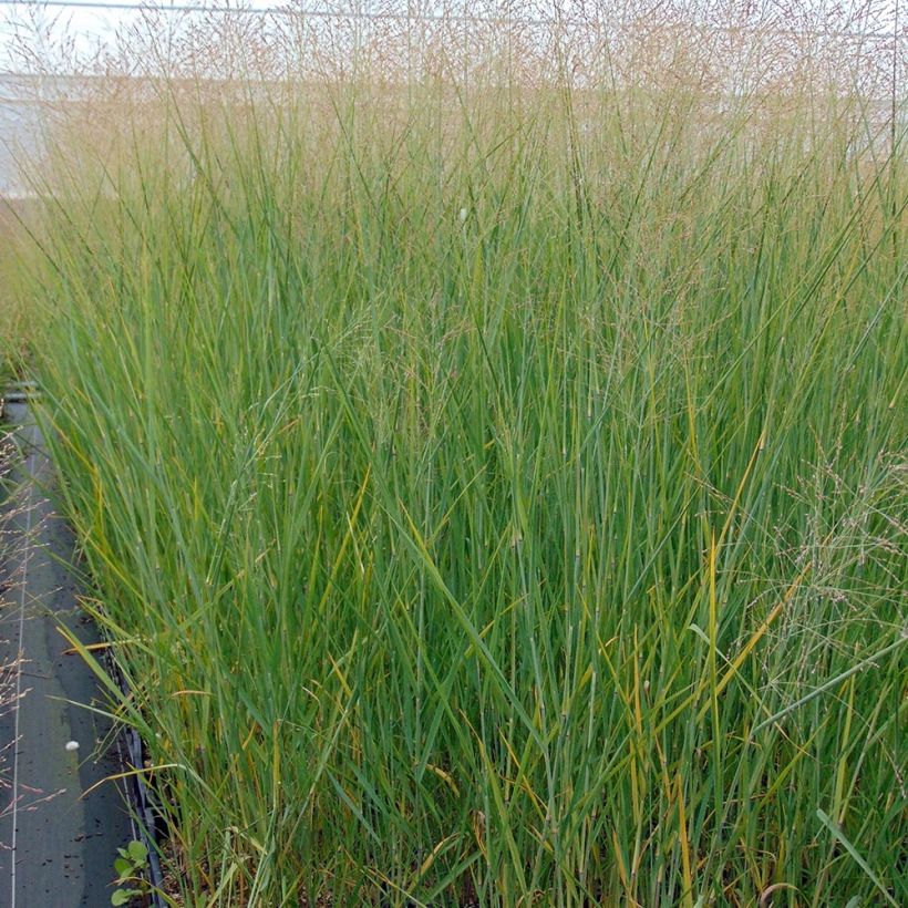 Panicum virgatum Cloud Nine - Ruten-Hirse (Plant habit)
