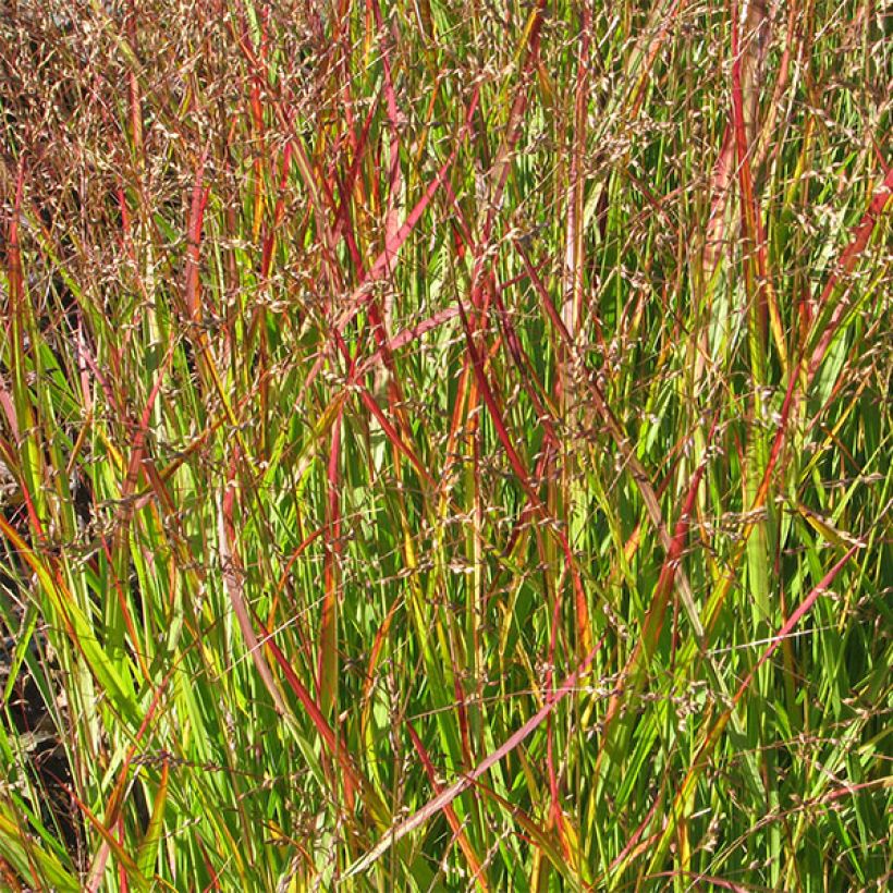 Panicum virgatum Shenandoah - Ruten-Hirse (Foliage)