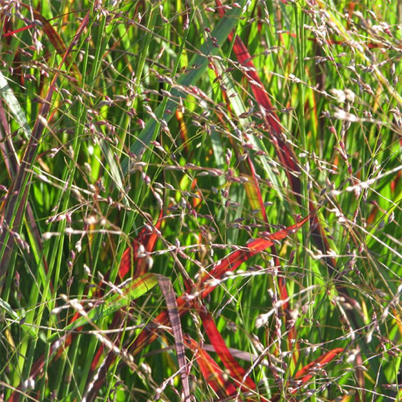 Panicum virgatum Shenandoah - Ruten-Hirse (Flowering)