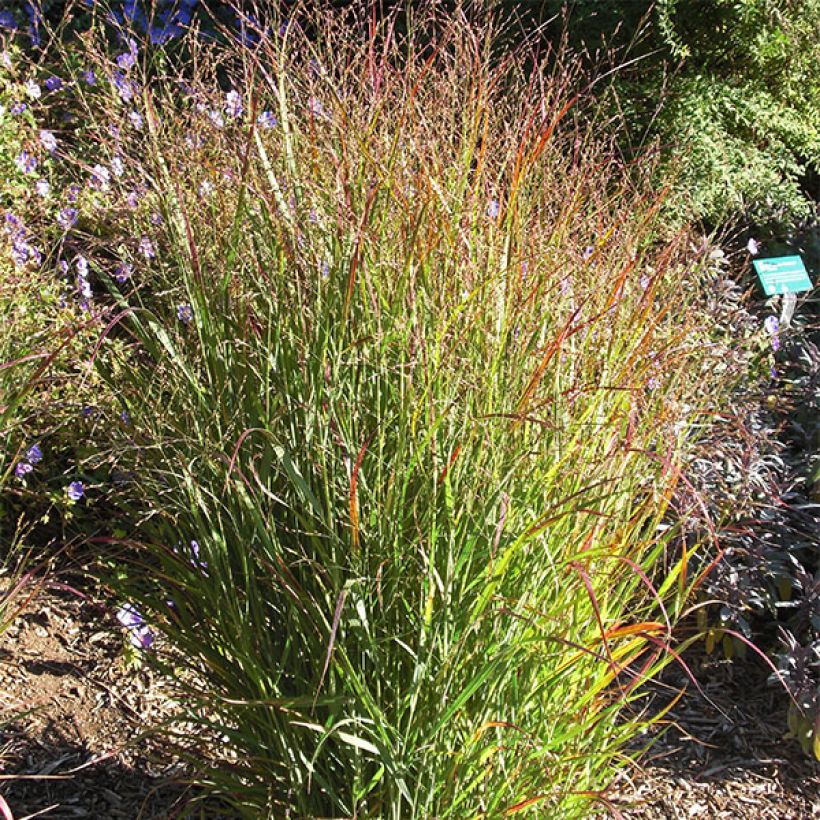 Panicum virgatum Shenandoah - Ruten-Hirse (Plant habit)