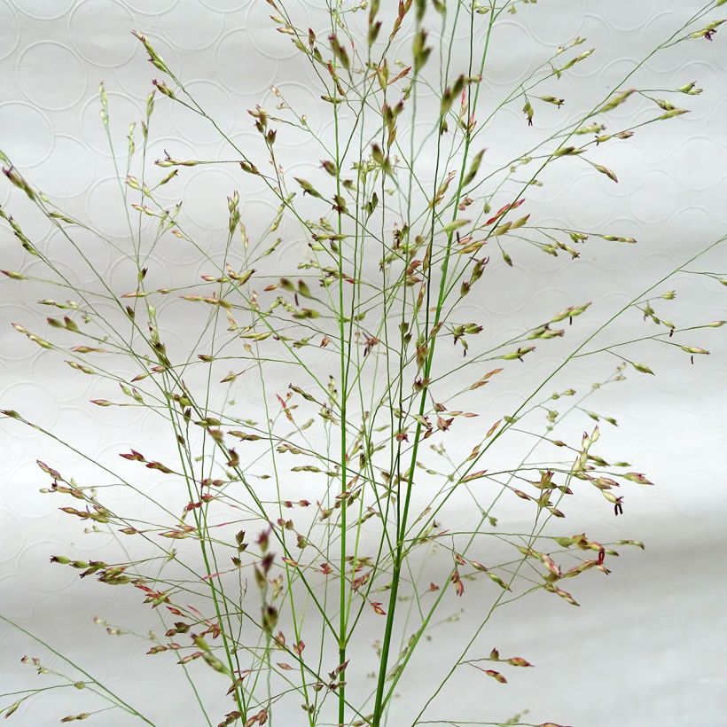 Panicum virgatum Squaw - Ruten-Hirse (Flowering)