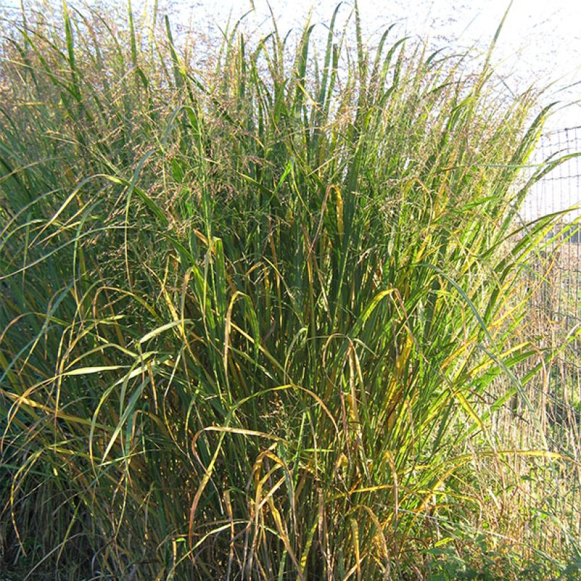 Panicum virgatum Thundercloud - Ruten-Hirse (Plant habit)