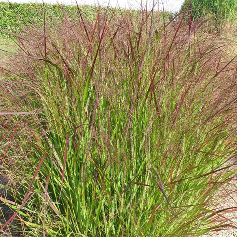 Panicum virgatum Warrior - Ruten-Hirse (Plant habit)