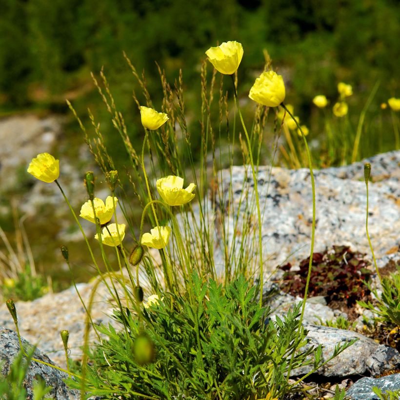 Papaver alpinum - Alpen-Mohn (Wuchs)