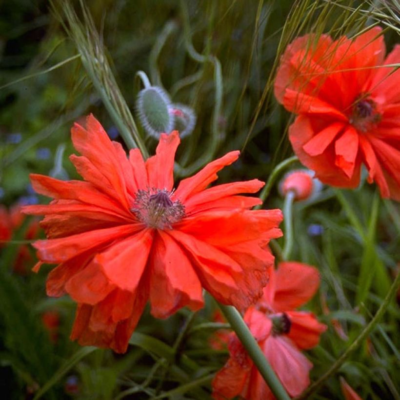 Orientalischer Mohn May Queen - Papaver orientale (Flowering)