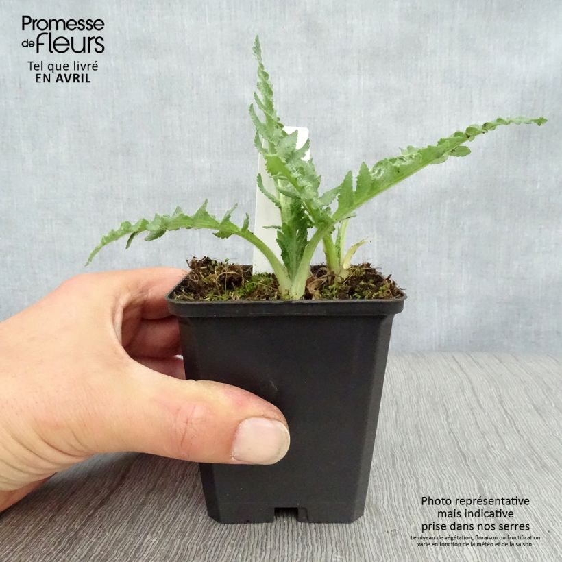 Exemplar von Orientalischer Mohn Pink Ruffles - Papaver orientale Kleine Töpfe von 8/9 cm wie im Frühjahr geliefert