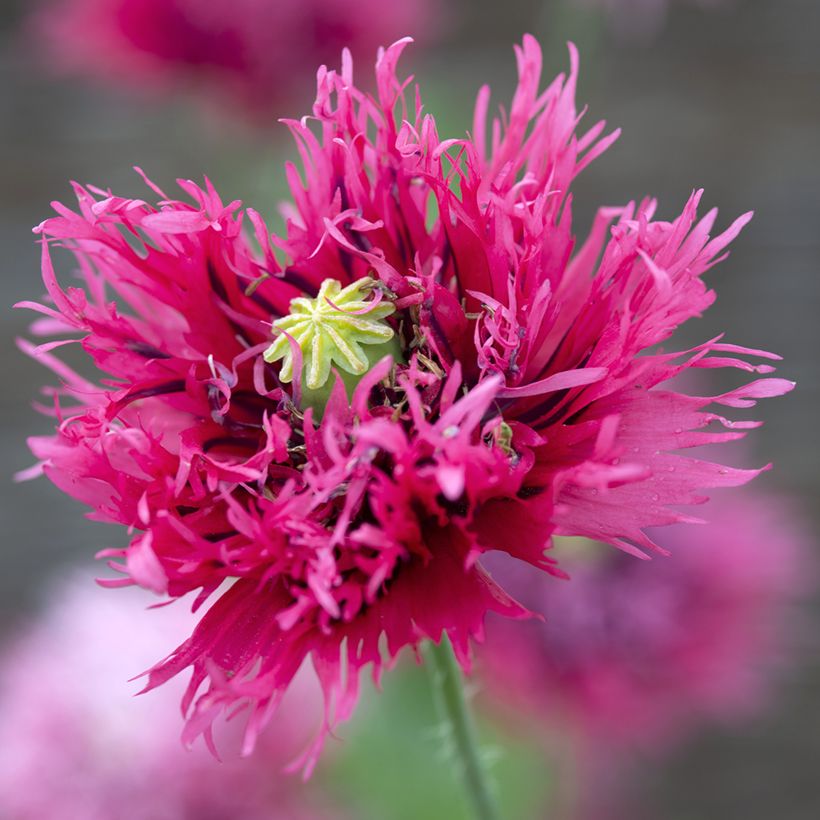Schlafmohn Rose Feathers (Samen) - Papaver (Blüte)