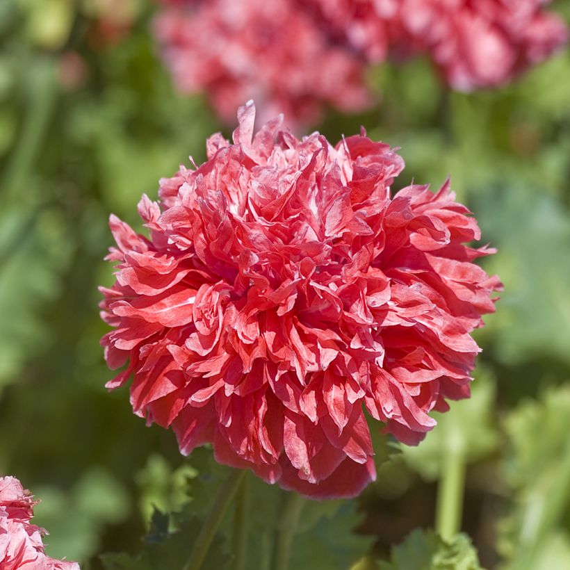 Papaver Frosted Salmon (Samen) - Päonienmohn (Flowering)