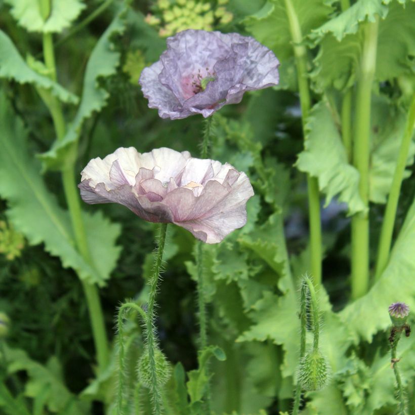 Klatsch-Mohn Amazing Grey (Samen) - Papaver rhoeas (Flowering)