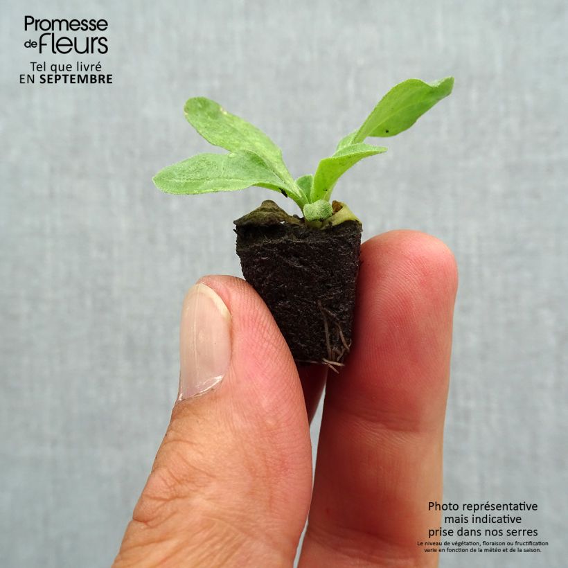 Exemplar von Bellis perennis Bellastar Compact Rose - Gänseblümchen Mini-Plug Ø 1,5/2,5 cm wie im Herbst geliefert