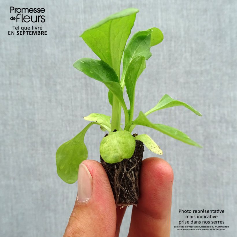 Exemplar von Bellis perennis Habanera - Gänseblümchen Mini-Plug Ø 1,5/2,5 cm wie im Herbst geliefert