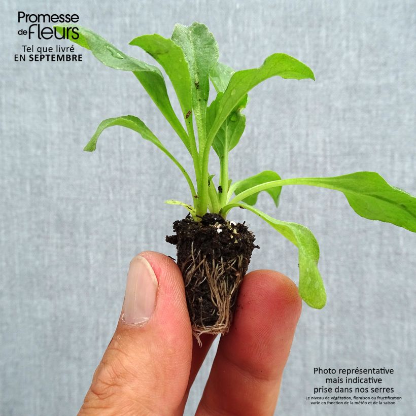 Exemplar von Bellis perennis Robella - Gänseblümchen Mini-Plug Ø 1,5/2,5 cm wie im Herbst geliefert