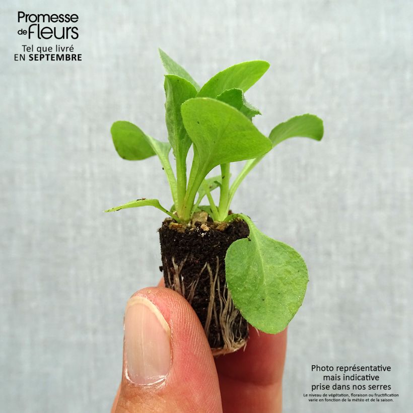 Exemplar von Bellis perennis Tasso White - Gänseblümchen Mini-Plug Ø 1,5/2,5 cm wie im Herbst geliefert