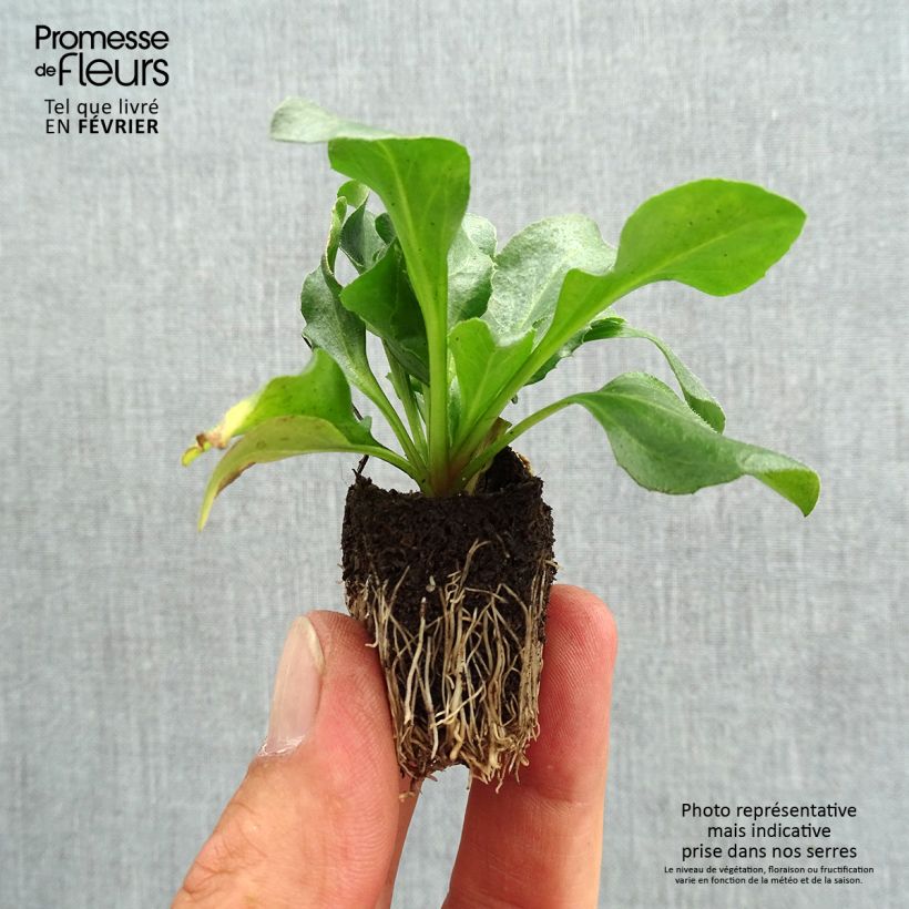 Exemplar von Bellis perennis Tasso Pink - Gänseblümchen Jardi-Plug: Wurzelballen 3,8 cm x 3,2 cm in Anzuchtplatte à 15 Stück. wie im Herbst geliefert