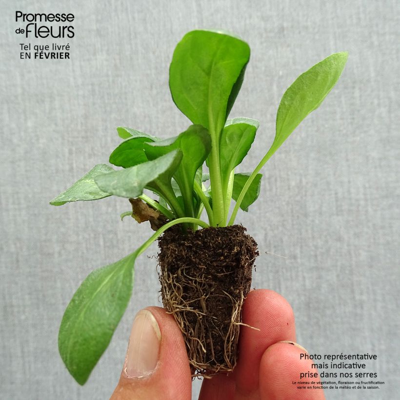 Exemplar von Bellis perennis Tasso Red - Gänseblümchen Jardi-Plug: Wurzelballen 3,8 cm x 3,2 cm in Anzuchtplatte à 15 Stück. wie im Herbst geliefert